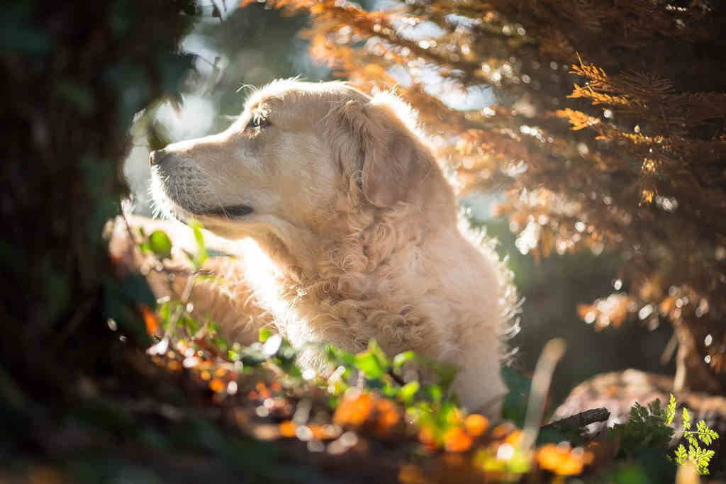chien educateur canin poitiers vienne