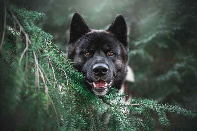 chien akita dans une forêt