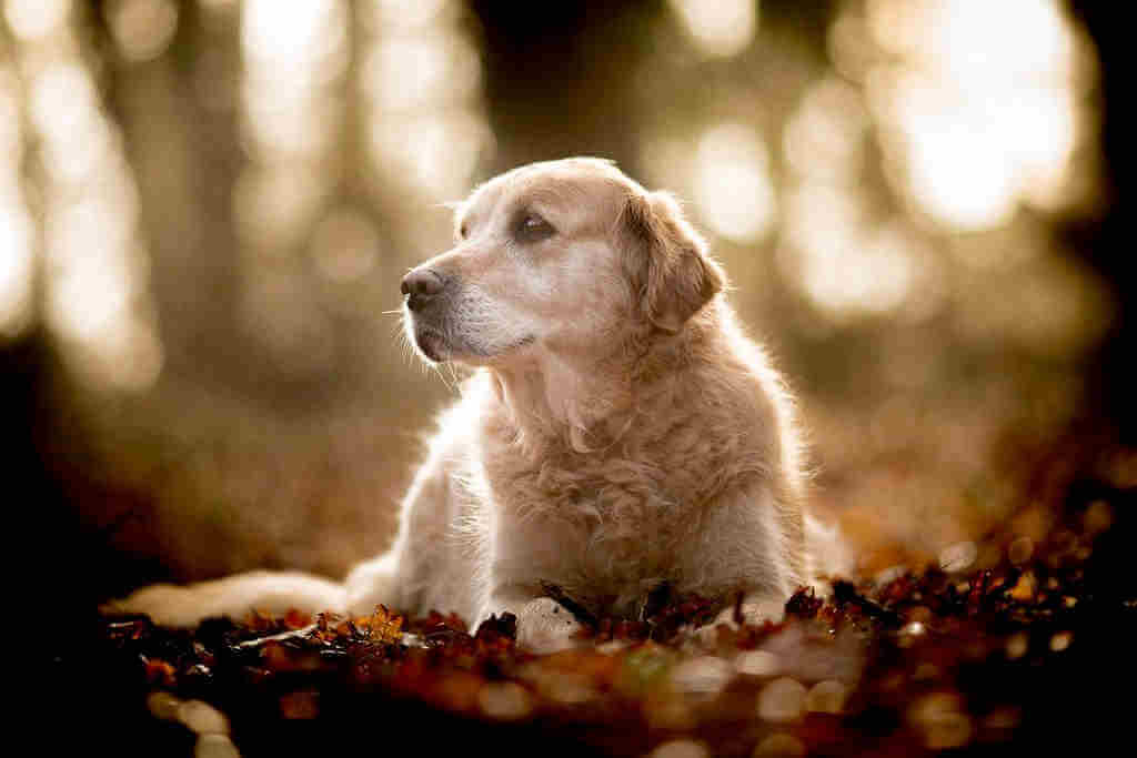 mon chien dans la forêt qui regarde au loin