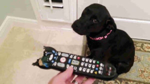 chien qui vient de manger la télécommande télé