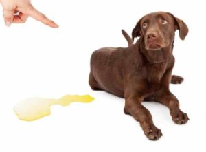 chien qui vient de faire pipi dans la maison