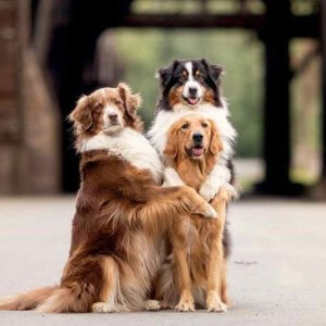 groupe de chien berger australien qui pose leurs patte sur un golden
