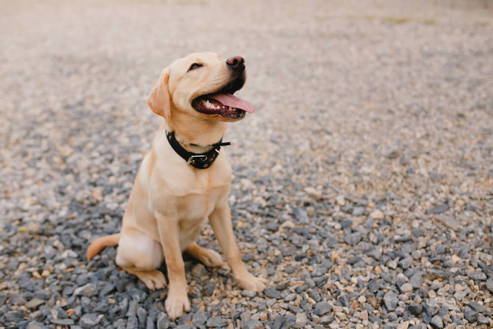 Chien détendu, adopté une posture apaisante pour réduire le stress et signaler son calme.