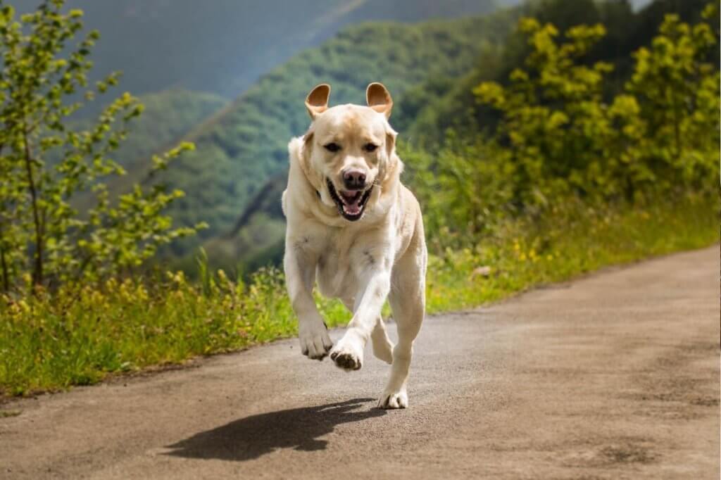Labrador beige courant avec enthousiasme sur un chemin en pleine nature, entouré de verdure et de montagnes.