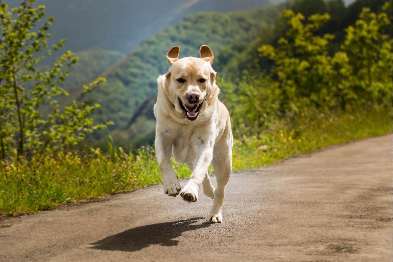 Jeune chien en apprentissage