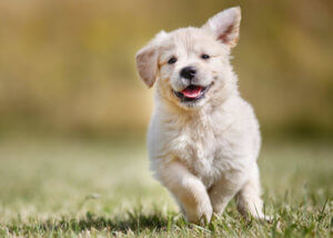 Chiot Golden Retriever courant joyeusement, illustrant l'importance de l'éducation comportementale précoce avec un éducateur canin à Poitiers, Vienne