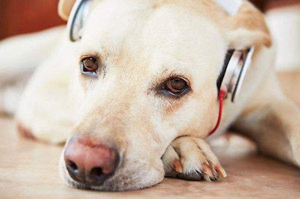 chien anxieux