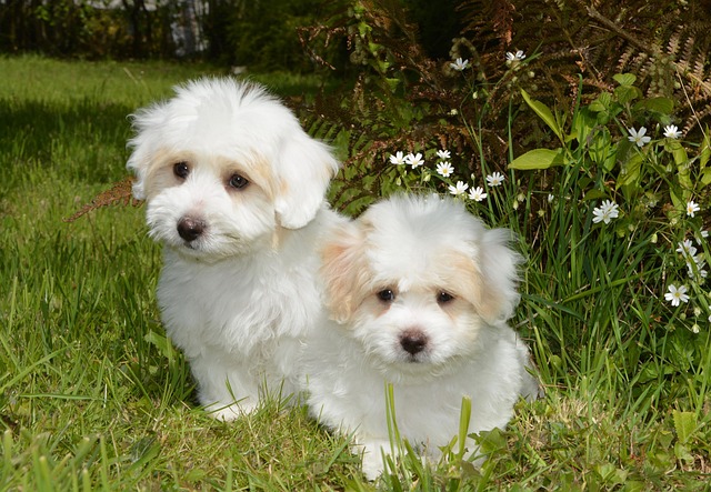 coton-tulear-educateur-canin-poitiers