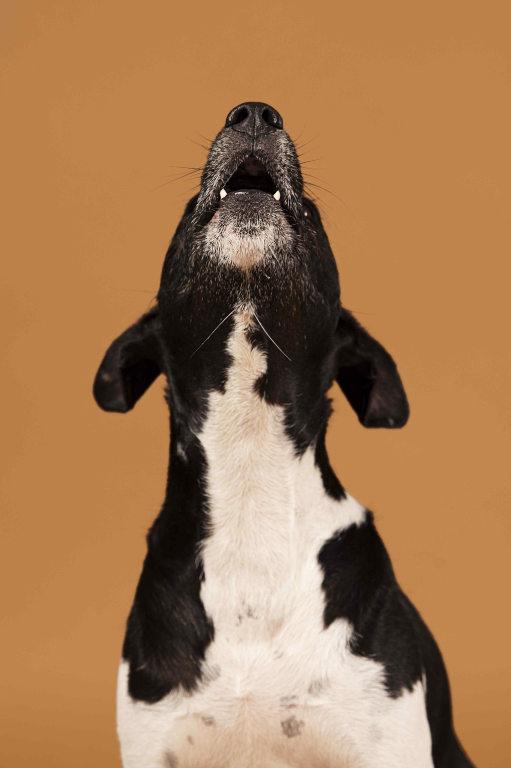 : chien-de-race-educateur-canin-poitiers