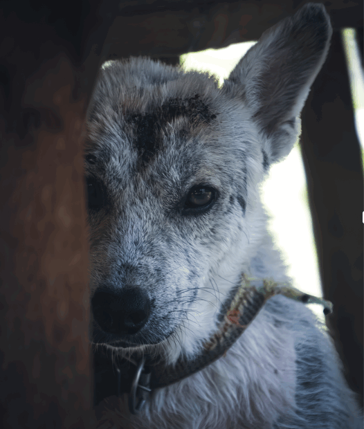 chien de spa qui se cache