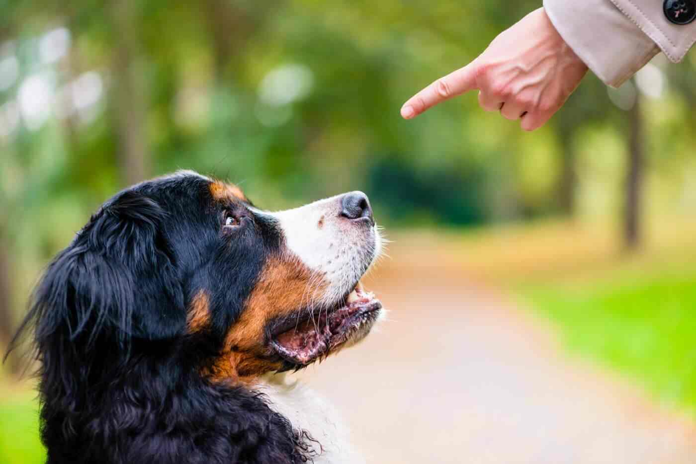 Un éducateur comportementaliste canin à Poitiers, Vienne, donnant une instruction à un chien, avec une approche basée sur le respect et la confiance
